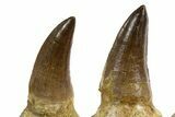 Fossil Mosasaur Jaw Section with Teeth - Morocco #344929-4